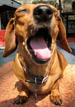 Dårlig ånde hos hunde - Sådan afhjælpes ånde