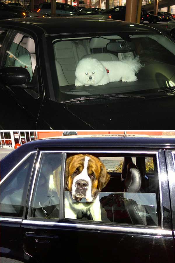 Hund i bilen - Forholdsregler ved i bilen