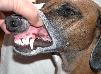 Hundens - at vide hundens tandsæt