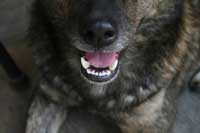 Tandskifte hos hunde - Hvornår skifter tænder?