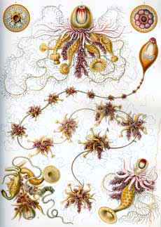 Hydrozoa