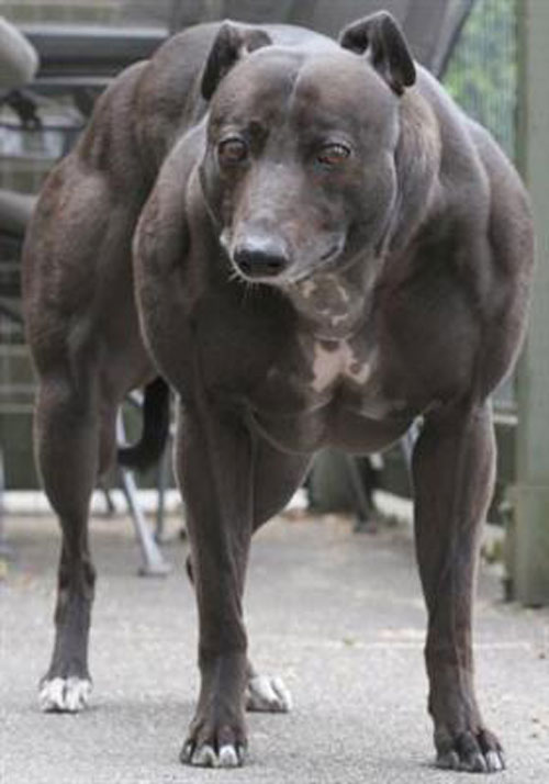 Verdens stærkeste hund - se her!
